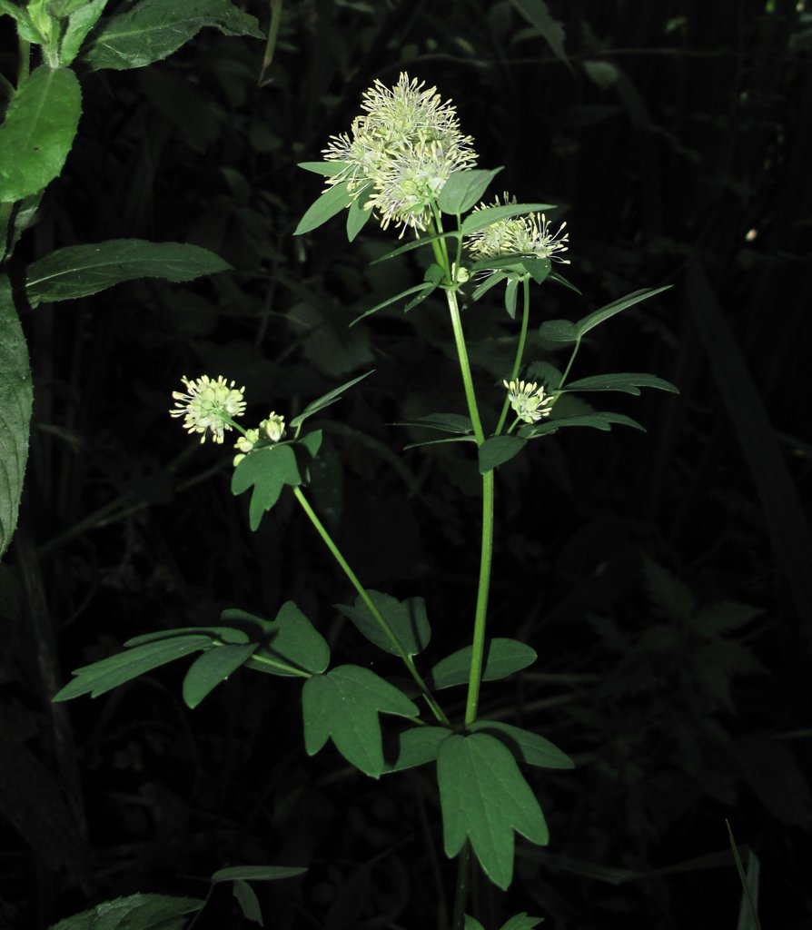 Thalictrum flavum Thalictrum flavum